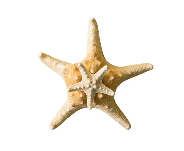 Duas estrelas do mar isoladas em um fundo branco close-up — Fotografia de Stock
