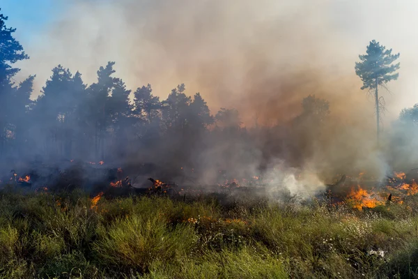 Feuer im Wald, Bäume verbrennen viel Rauch. — Stockfoto