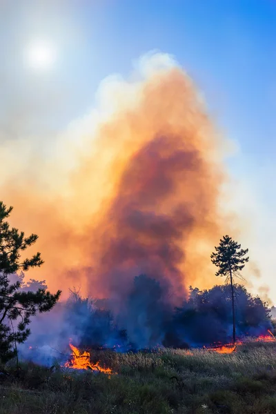 Viento soplando sobre árboles en llamas durante un incendio forestal . —  Fotos de Stock