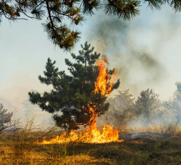 Fuego Forestal, Árbol ardiente de fuego salvaje en color rojo y naranja . — Foto de Stock