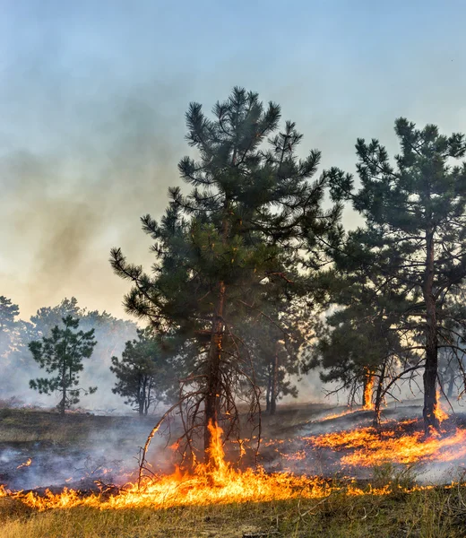 Fuego forestal. Árboles quemados después de incendios forestales, contaminación y mucho humo . — Foto de Stock
