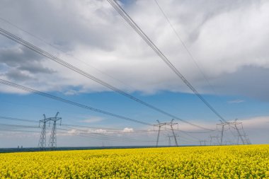 Elektrik hatları ve yüksek gerilim hatları yaz günü yağlı tohumlarla yapılan tecavüzün arka planına karşı. Yeşil enerji. Tarımsal alanlar yoluyla elektrik aktarımı.
