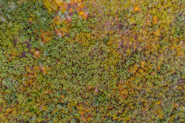 Flygfoto Över Höstskogen Med Gröna Och Gula Träd Bakgrund Blandad — Stockfoto