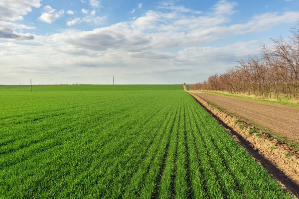 Veduta Del Confine Tra Due Campi Gli Alberi Che Separano — Foto Stock