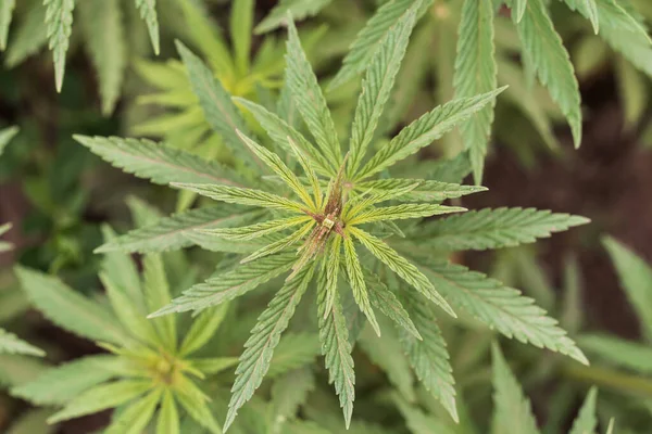 Kenevir çalısı dalına yakın çekim. Parlak bir yaz gününde genç kenevir çalısı.