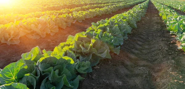 Col Joven Crece Campo Granjeros Crecimiento Del Campo Repollo Luz — Foto de Stock