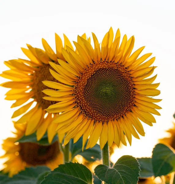 Girasol Amarillo Brillante Campo Contra Cielo Hermoso Primer Plano Girasol —  Fotos de Stock