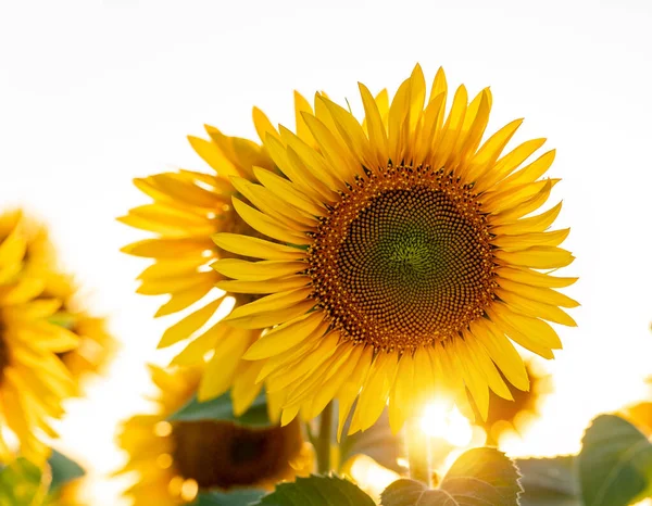 Girasol Amarillo Brillante Campo Contra Cielo Hermoso Primer Plano Girasol —  Fotos de Stock