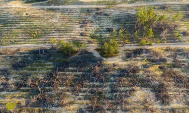 Devrilmiş ağaçları olan yanmış bir kozalaklı orman. Doğal bir felaketin sonuçları. Yukarıdan görüntüle.