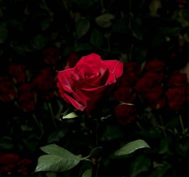 Bulanık gül buketlerinin arka planında kırmızı gül. Hediye olarak lüks güller. Tebrik kartı.