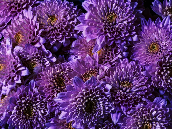 Background of purple chrysanthemum flowers, top view. Floral wallpapers.