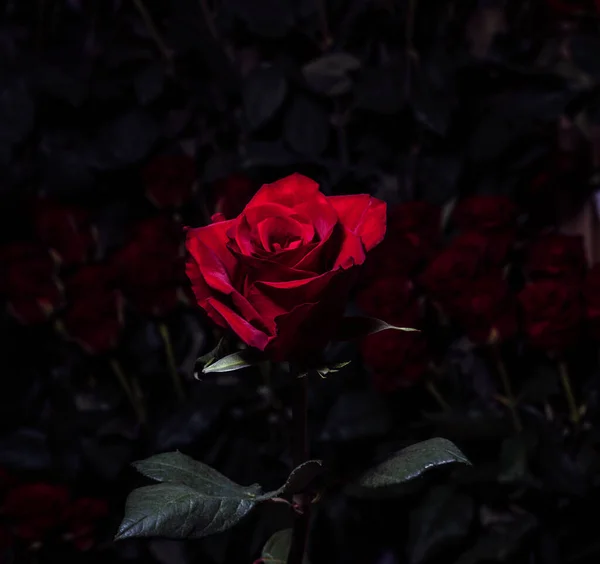 Rosa Roja Sobre Fondo Ramos Rosas Borrosas Rosas Lujo Como — Foto de Stock