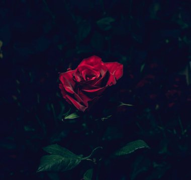 Bulanık gül buketlerinin arka planında açan kırmızı gül. Hediye olarak mükemmel ve güzel bir gül. Tatil için kartpostal..