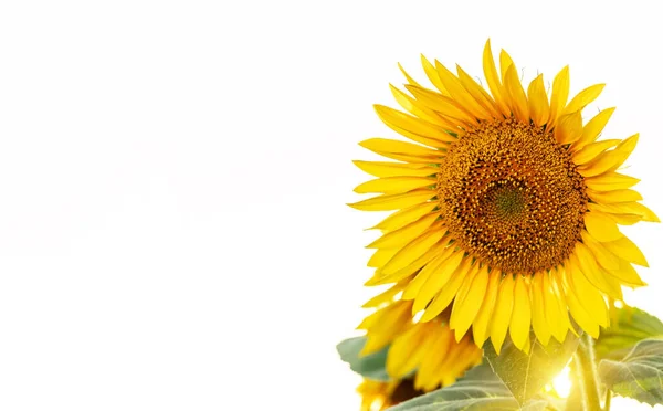 Strahlend Blühende Sonnenblumen Vor Hellem Himmel Mit Platz Für Text — Stockfoto