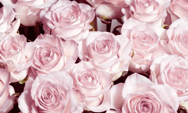 Light pink background. A bouquet of beautiful and selective roses. Rose as a symbol of love and beauty.