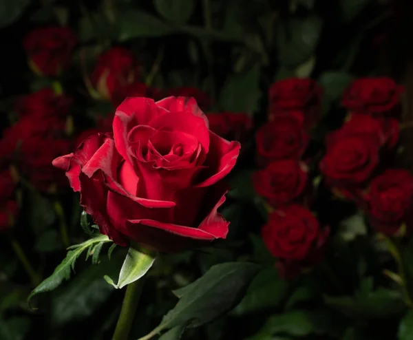 Rosa Roja Sobre Fondo Ramos Rosas Borrosas Rosas Lujo Como — Foto de Stock