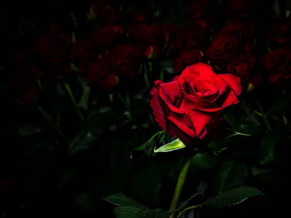 Red rose on a background of blurred bouquets of roses. Luxury roses for a gift. Greeting card.
