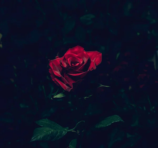 Bulanık gül buketlerinin arka planında açan kırmızı gül. Hediye olarak mükemmel ve güzel bir gül. Tatil için kartpostal..
