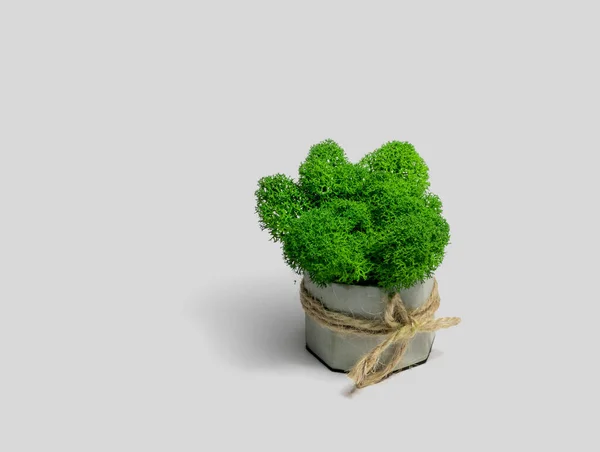 Decorative Moss Green Color Stone Pot Light Background Stabilized Potted — Stock Photo, Image