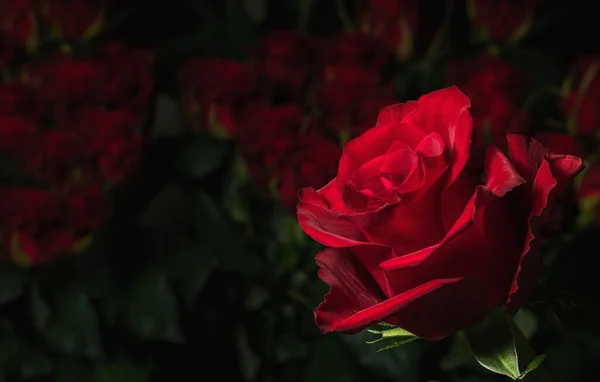 Vermelho Aumentou Contexto Buquês Borrado Rosas Rosas Luxo Para Presente Fotos De Bancos De Imagens Sem Royalties