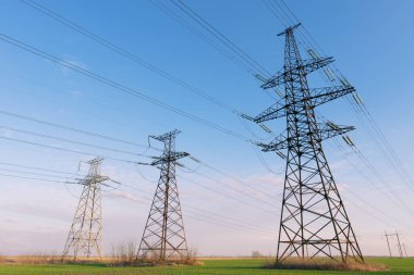 Baharda yeşil buğday tarlasında elektrik hatları.