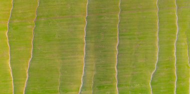 Toprak erozyonu, su havadan bakıldığında oluşur, baharda alanın soyut arkaplanı.