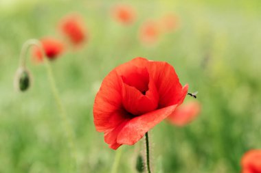 Yazın buğday tarlaları arasında kırmızı bir gelincik çiçeği.