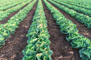 Genç lahana çiftçi tarlasında yetişiyor, günbatımında yayılmış ışıkta lahana tarlaları yetiştiriyor..
