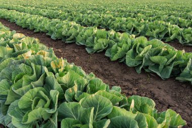 Genç lahana çiftçi tarlasında yetişiyor, günbatımında yayılmış ışıkta lahana tarlaları yetiştiriyor..