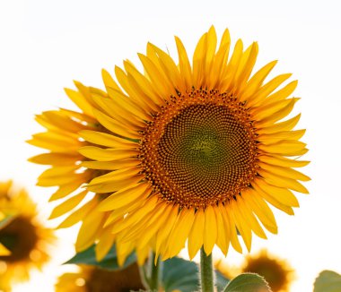 Gökyüzüne karşı tarlada parlak sarı ayçiçeği. Güzel ayçiçeği yakın plan.