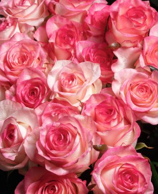 Koyu bir arka planda hediye buketinde toplanmış pembe güller..