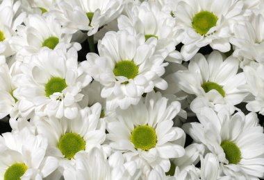 Beyaz kasımpatı arka planı, üst manzara. Çiçek duvar kağıtları.