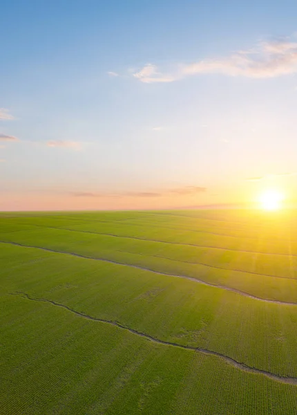 Erosione Del Suolo Causata Dall Acqua Vista Aerea Campo Verde — Foto Stock