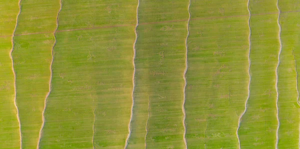 空中から見た水の浸食と春の田の抽象的な背景 — ストック写真