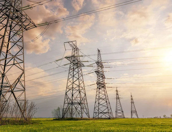 power lines in the spring in a green wheat field.