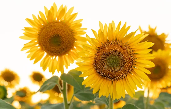 Girasol Amarillo Brillante Campo Contra Cielo Hermoso Primer Plano Girasol —  Fotos de Stock