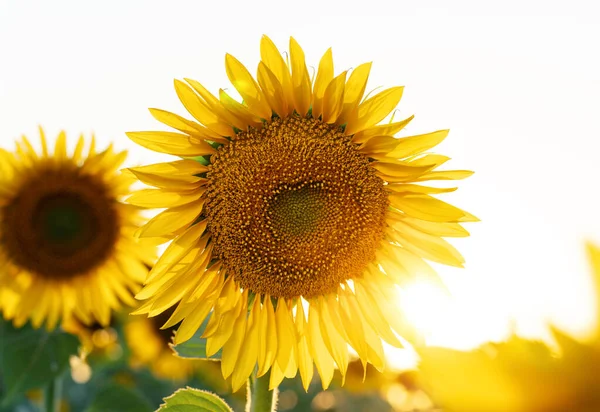 Girasol Amarillo Brillante Campo Contra Cielo Hermoso Primer Plano Girasol —  Fotos de Stock