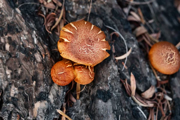 Champiñones Color Naranja Con Una Textura Tapa Agrietada Creciendo Árbol —  Fotos de Stock