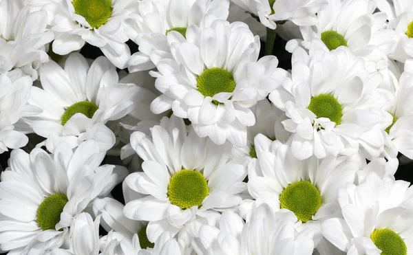 White Chrysanthemums Background Top View Floral Wallpapers — Stock Photo, Image