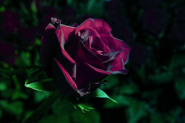 Violet rose on a background of blurred bouquets of roses. Luxury roses for a gift. Greeting card.