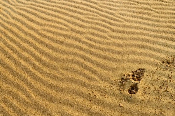 Çöl Kumulunda Yırtıcı Ayak Izleri Olan Kum Dokusu Rüzgarın Yarattığı — Stok fotoğraf