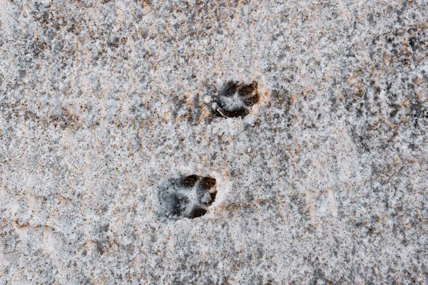 雪の層で覆われた砂の上の捕食者の足跡 — ストック写真