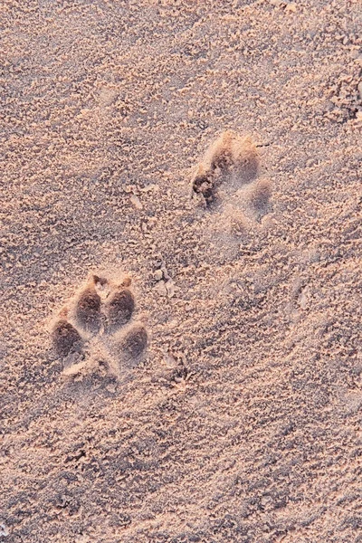 在沙漠沙丘上有掠食者的脚印 其图案以风产生的波浪的形式出现 — 图库照片