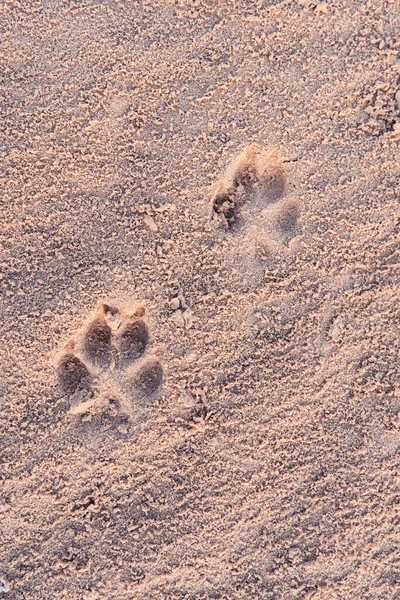 Textura Arena Con Huellas Depredador Una Duna Del Desierto Con — Foto de Stock