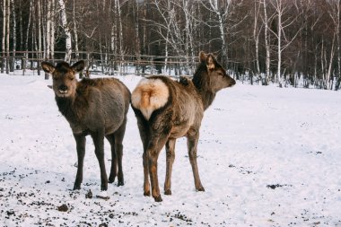 Fawns, kış genç kırmızı kahverengi geyik