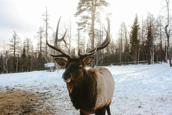 Retrato de real vermelho cervo buck com chifres — Fotografia de Stock