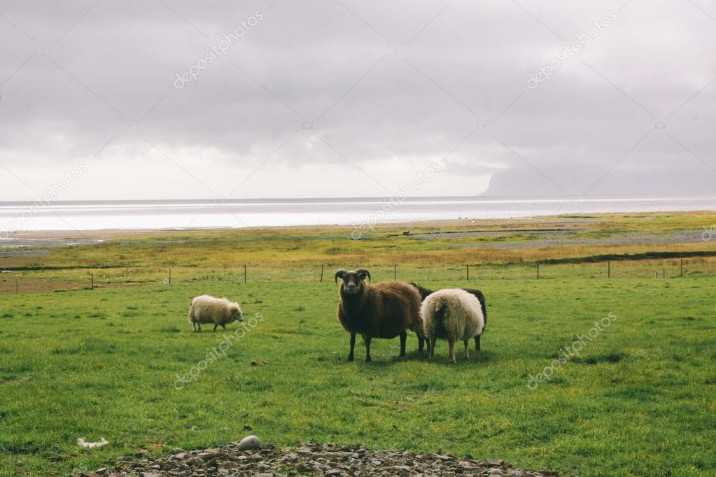 Sheep near ocean in Iceland, north landscape
