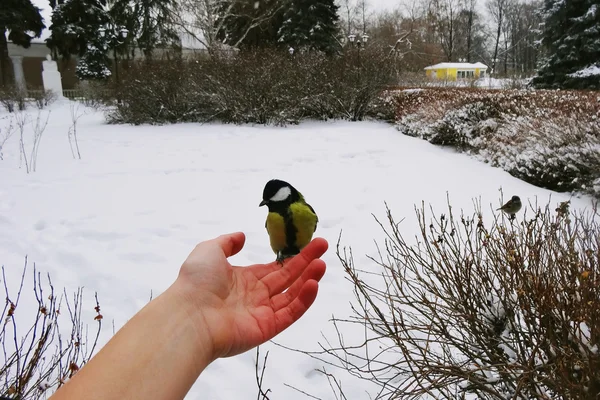 Vogel voeding op een Hand — Stockfoto