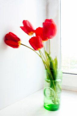 hermosos tulipanes rojos sobre fondo blanco