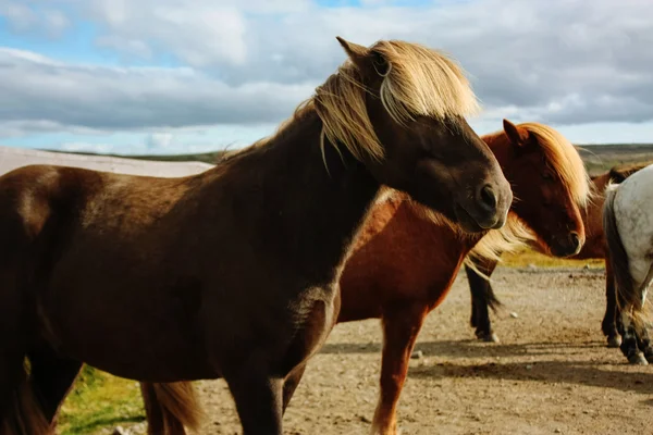 Besättningen av Islandshästar Stockbild